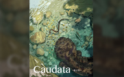 有尾目の専門誌Caudata（カウダータ）第2号。アマチュアから現役研究者まで執筆した両生類・爬虫類専門雑誌！